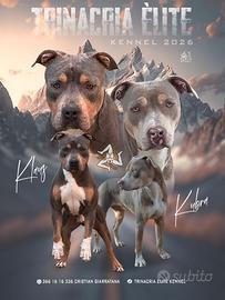 Pitbull tricolor