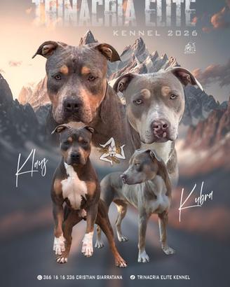 Pitbull tricolor
