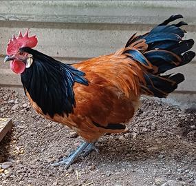 Vorwerk (gallo)