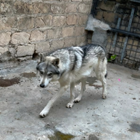 Cane lupo disponibili per monta