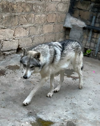 Cane lupo disponibili per monta