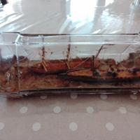 2 Navi antiche in legno con faro in bottiglia