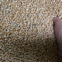 Granella di frumento