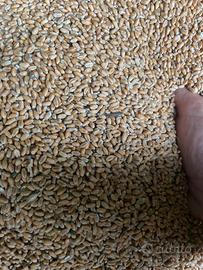 Granella di frumento