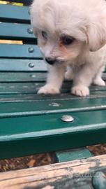 Maltese