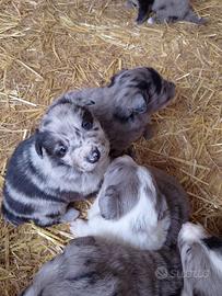 Cuccioli pastori del lagorai