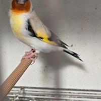 Cardellino Mayor Eumo