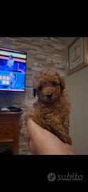Cuccioli barboncino toy