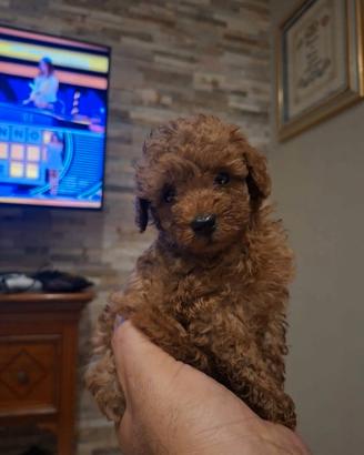 Cuccioli barboncino toy