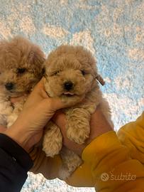 Barboncini toy e mini