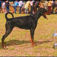 Dobermann Femmina Nero Focato