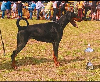 Dobermann Femmina Nero Focato