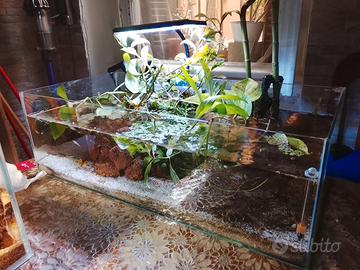 Acquario