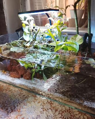 Acquario