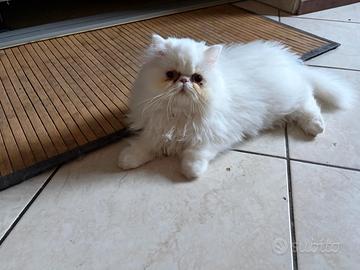 Cucciola persiana