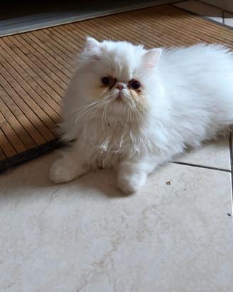Cucciola persiana