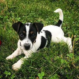 Cucciolo Jack Russell 3 mesi
