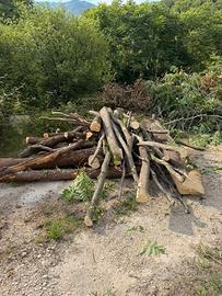 Tronchi misto bosco