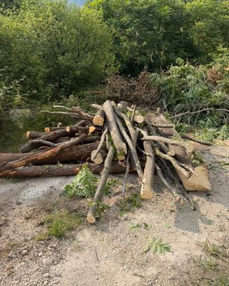 Tronchi misto bosco