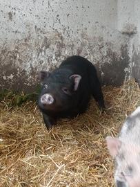 Maialino nano Vietnamita maschio