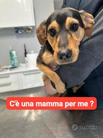 Adozione gratuita cucciolo taglia piccola