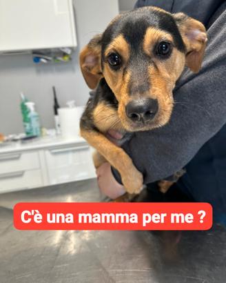 Adozione gratuita cucciolo taglia piccola