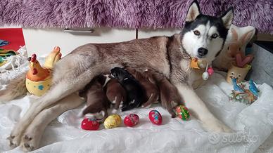 Cuccioli di husky con pedegree