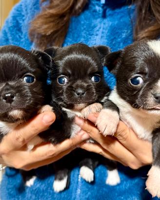Mini cuccioli chihuahua