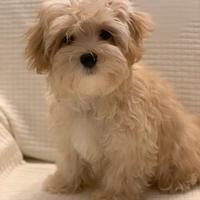 Maschio Maltipoo