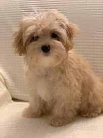 Maschio Maltipoo