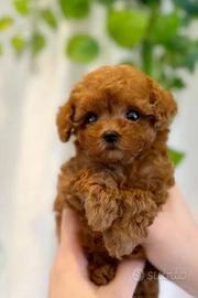 Maschio barboncino Toy red