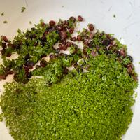 Lumache Planorbarius e pianta lemna minor