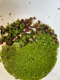 Lumache Planorbarius e pianta lemna minor