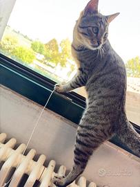 Gatto Soriano