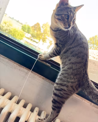Gatto Soriano