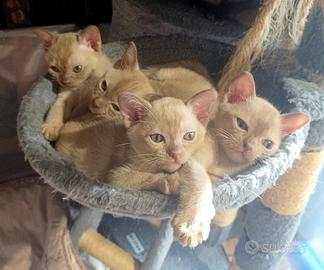 Cuccioli Burmesi Europei