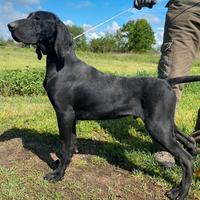 Cuccioloni Bracco Tedesco