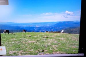 Campeggiatori amanti del relax si affitta terreno