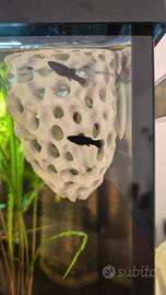 Avannotti di Black Molly