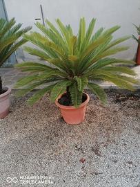 cycas