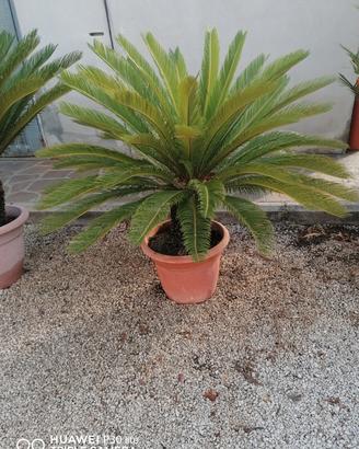 cycas