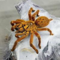 Murinus sessata femmina 8cm