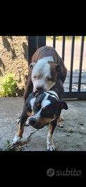 Cuccioli di pitbull 