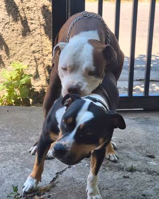 Cuccioli di pitbull 