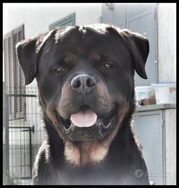 Rottweiler disponibile per monte