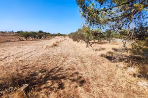Altamura, via buoncammino, terreno+ulivi