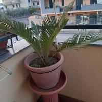 pianta cycas la consegna a mano con accordi telefo