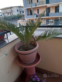 pianta cycas la consegna a mano con accordi telefo
