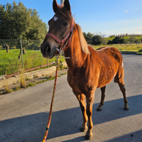 Doppia pony