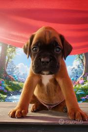 Cuccioli di Boxer